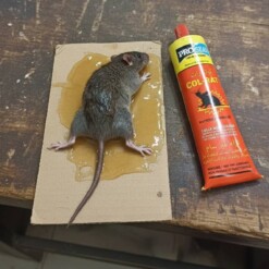 Colle raticide 135g PROSEAL